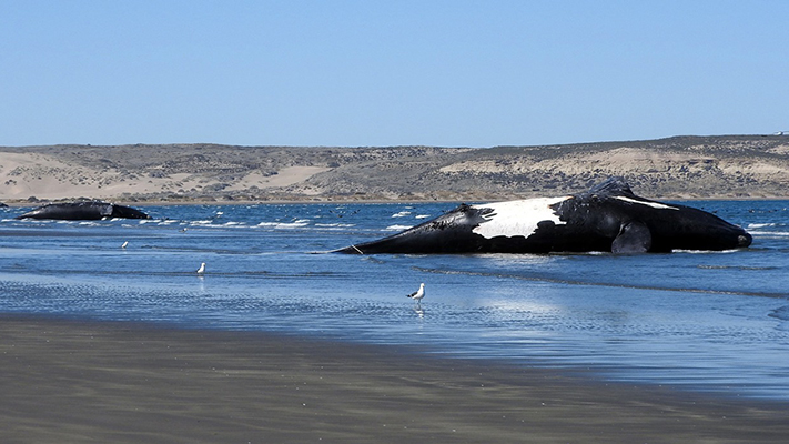 Ya suman 18 las ballenas muertas en el Golfo Nuevo