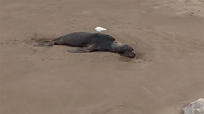 En Viedma cierran las playas por los casos de influenza aviar en los lobos marinos