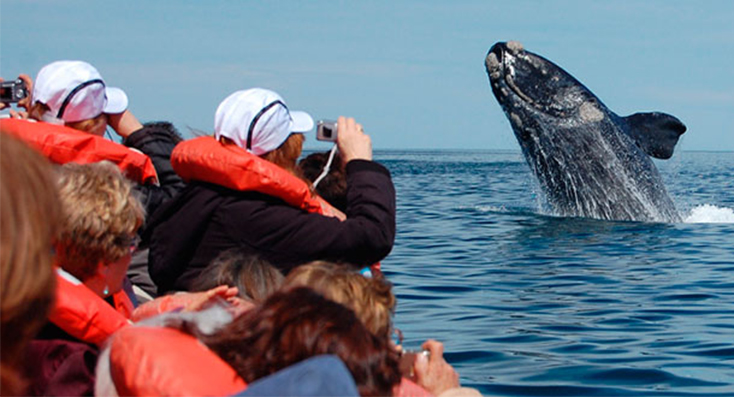 Chubut lanzó la Temporada de Ballenas