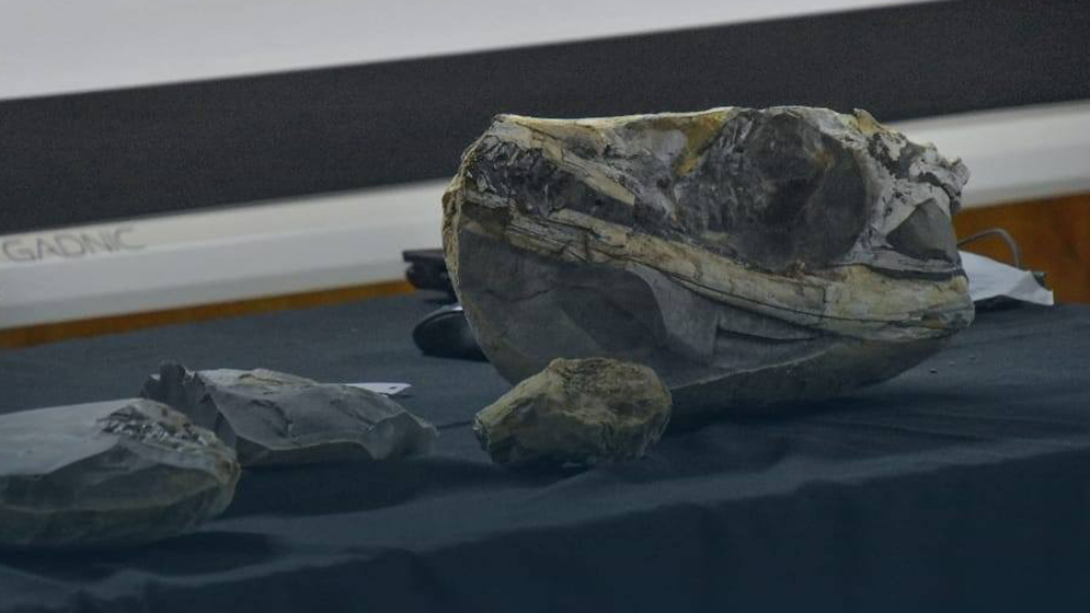 Hallaron en la Patagonia un cocodrilo marino de 150 millones de años
