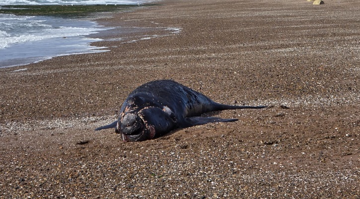 Encuentran el primer ballenato muerto del 2025 en las costas de Puerto Madryn