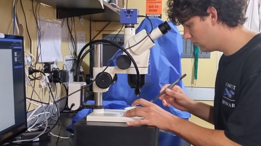Innovadora investigación de becario chubutense sobre la morfometría del cannabis
