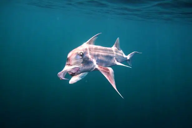Reconocen en Chubut dos áreas marinas de conservación de tiburones y rayas