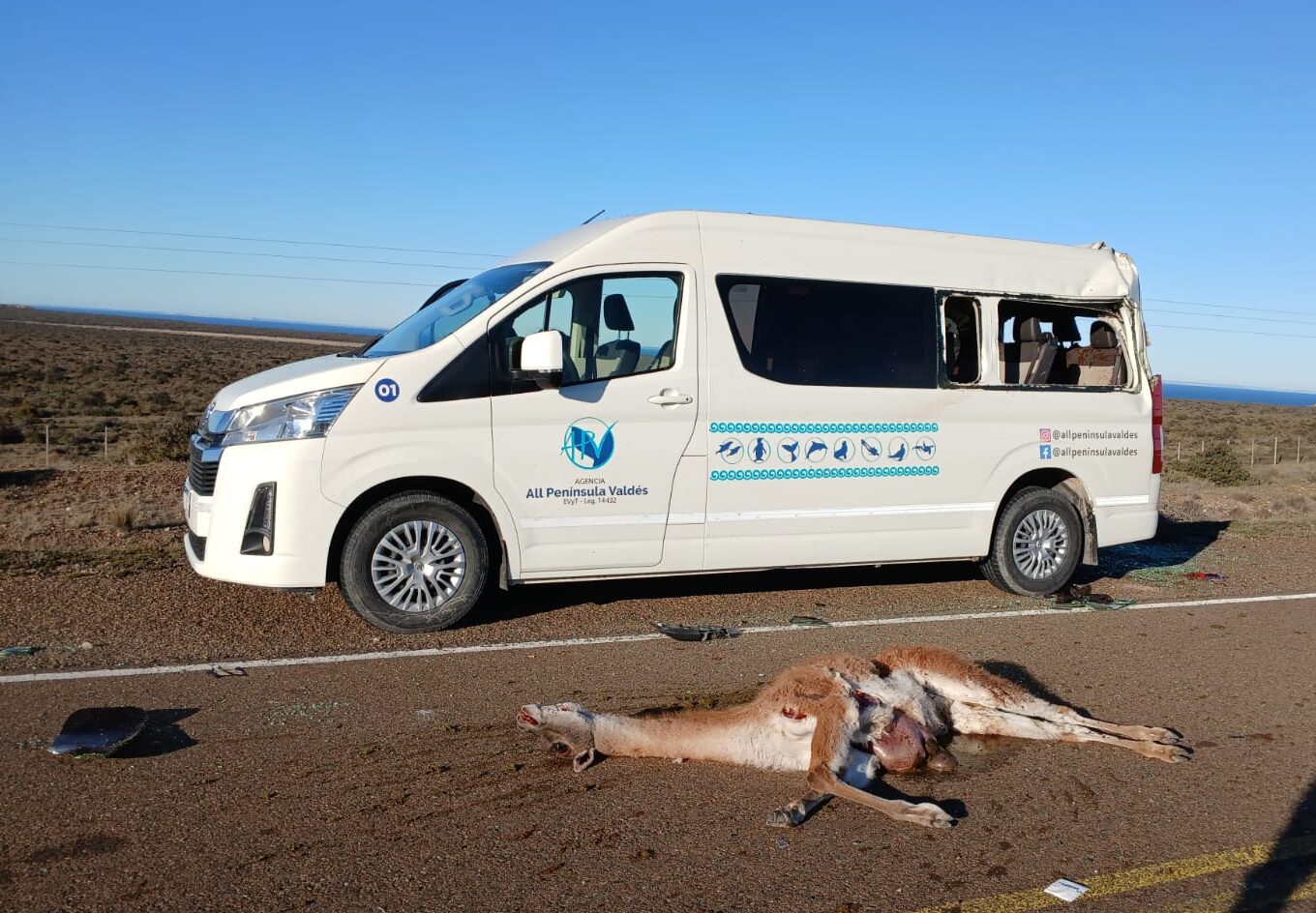Turistas heridos tras impactante accidente con guanaco en el acceso a Puerto Pirámides