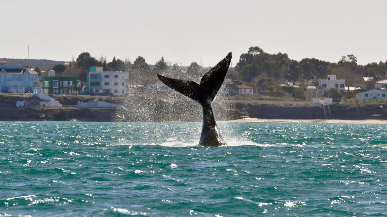 El ICB alerta que los proyectos hidrocarburíferos en el San Matías afectarán a las ballenas