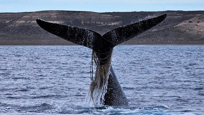 Científicos del CENPAT registraron un récord de ejemplares de ballena franca austral