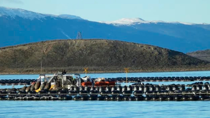 Estudian el canal Beagle para el primer cultivo de mejillones a escala industrial