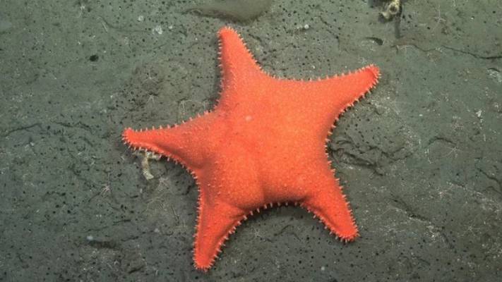 Se viene una nueva expedición que explorará cañones submarinos de Chubut y Río Negro: cuándo empieza