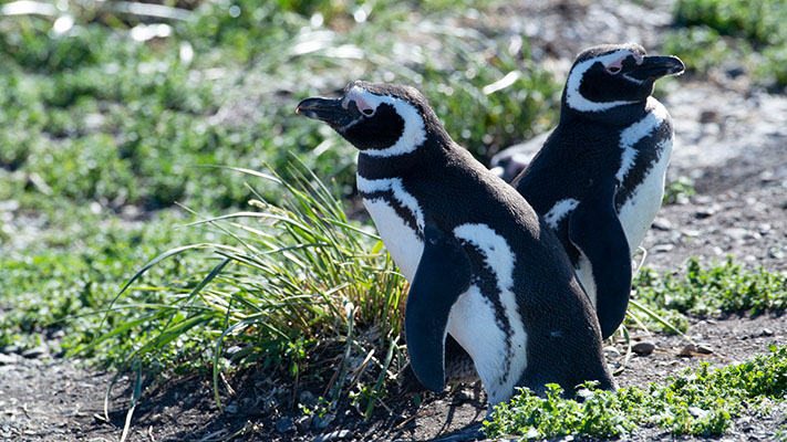 Chubut recibe a los Pingüinos de Magallanes