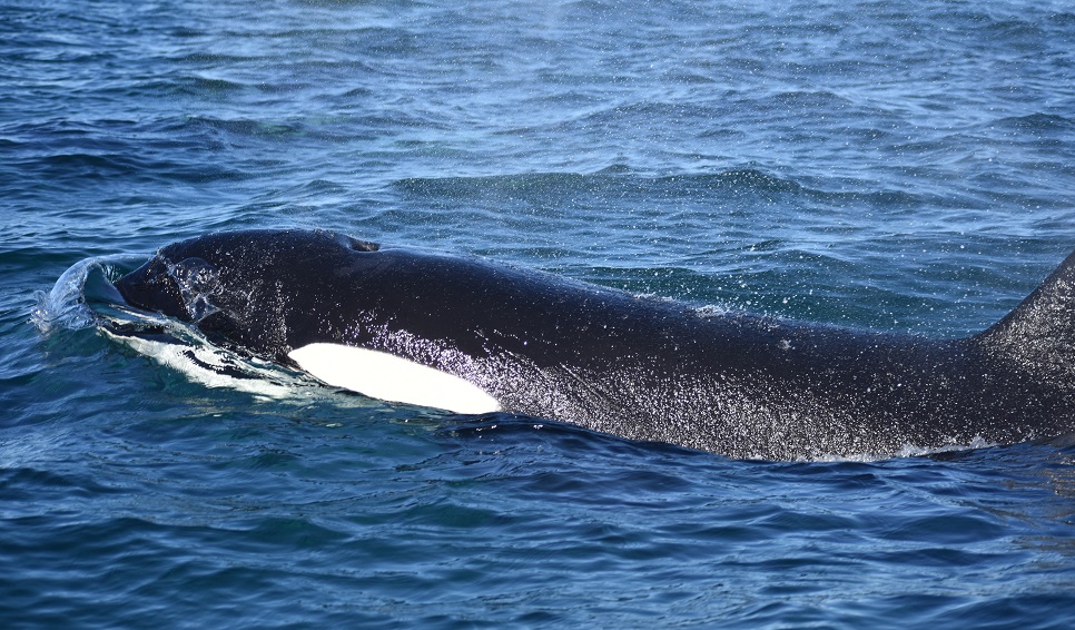 Científicos explican los recientes ataques de orcas a ballenas en el Golfo Nuevo