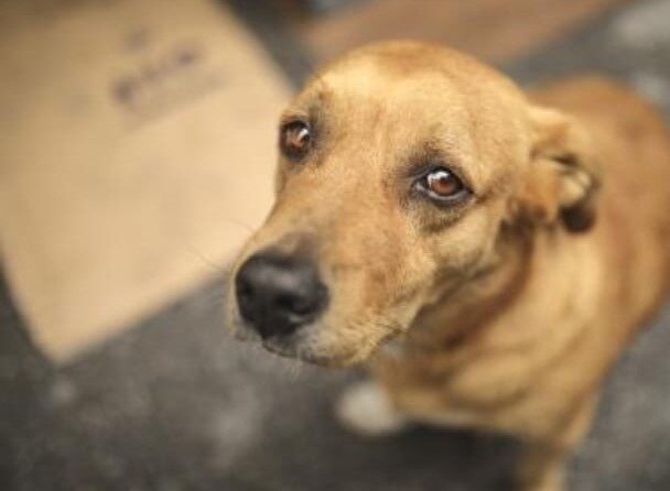 Ampliaron la investigación por la muerte de tres perros envenenados en Rawson