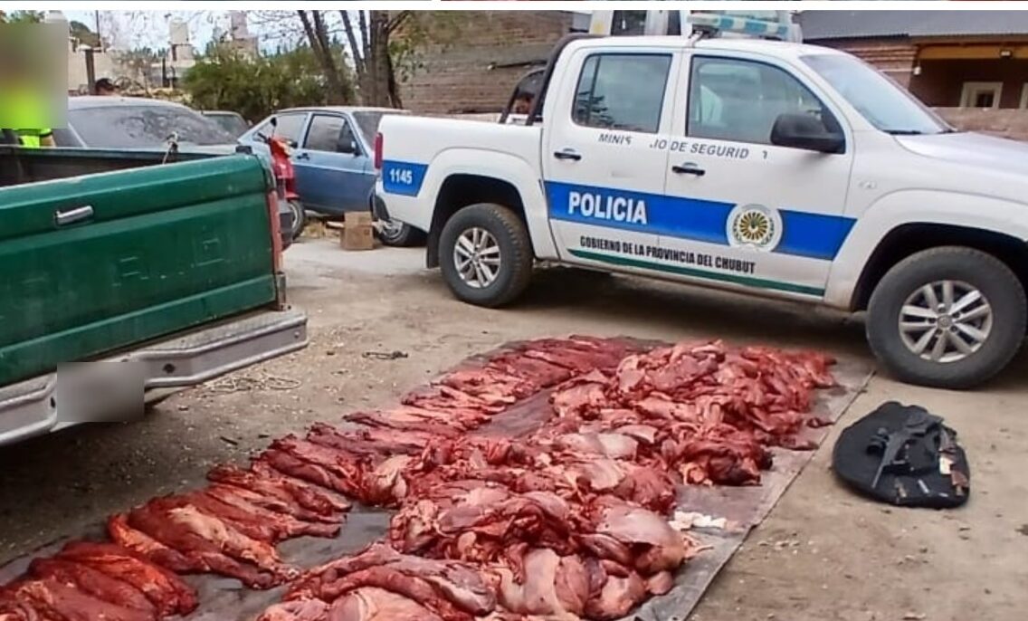 Secuestran 700 kilos de carne de guanaco durante un operativo en Gaiman