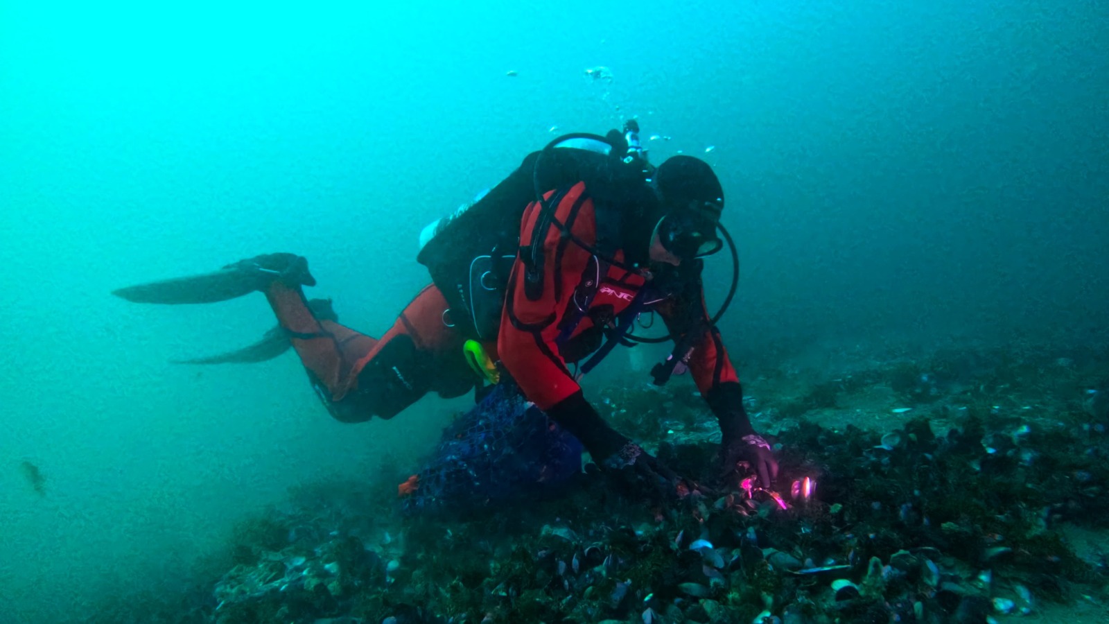 Intenso trabajo de los científicos en la costa de Río Negro
