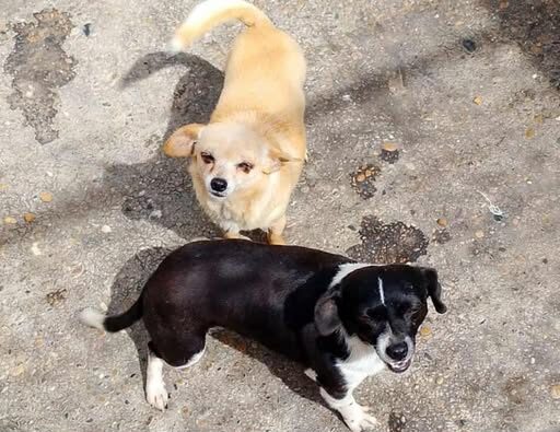 Quince perros buscan un nuevo hogar en Puerto Madryn tras el fallecimiento de su cuidador