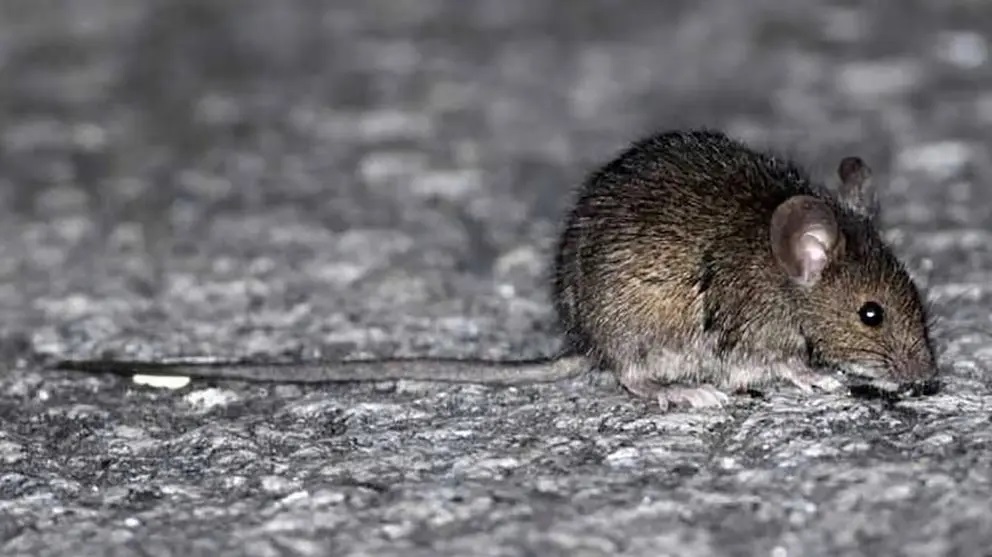 Confirman un caso de hantavirus en Corcovado: una mujer permanece internada en terapia intensiva