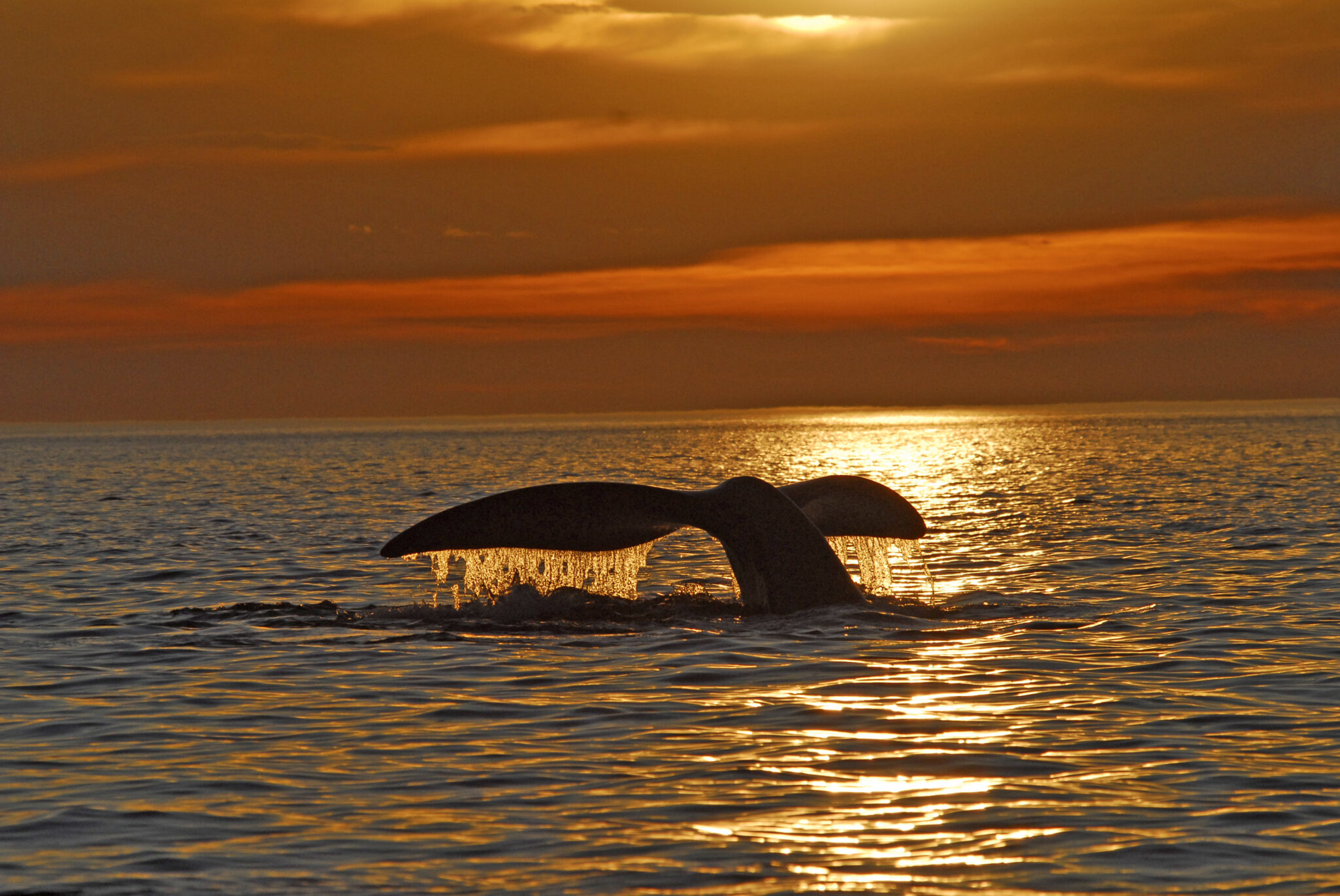 Tres de cada cuatro visitantes de Península Valdés contratan los avistajes de ballenas