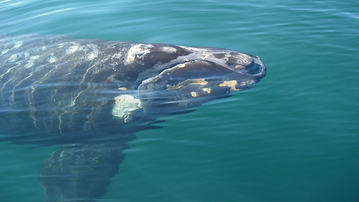 Comenzó la décima temporada del proyecto Siguiendo Ballenas
