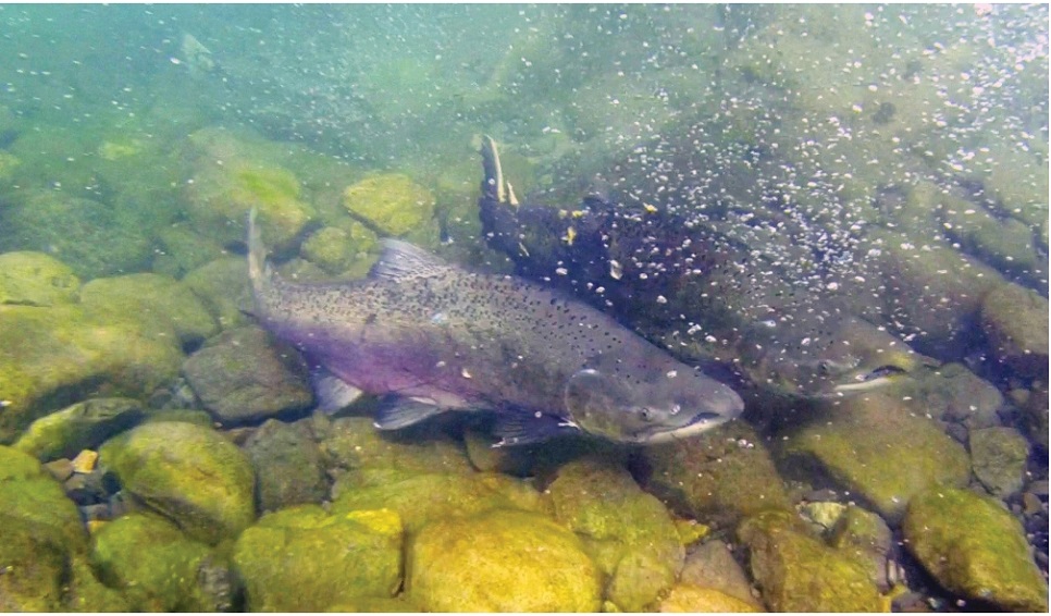El Cenpat estudia la invasión del salmón más grande del mundo en la Patagonia