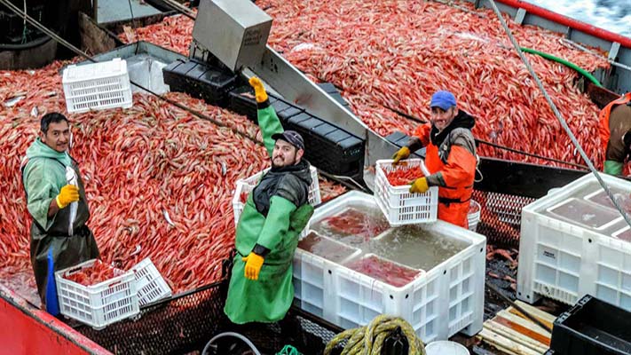 Comienza la temporada de langostino en Chubut