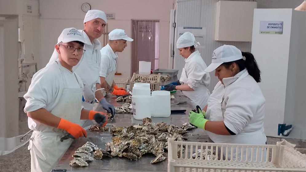 El Conicet junto a una empresa gastronómica buscan crear la primera salsa de ostra nacional