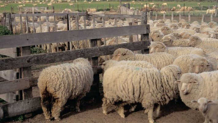 Declaran alerta sanitaria por un brote de sarna ovina en Chubut