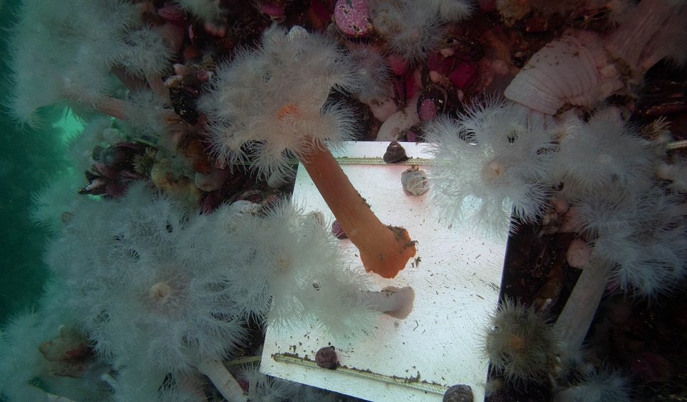 Se triplicó la cantidad de especies exóticas en Puerto Madryn