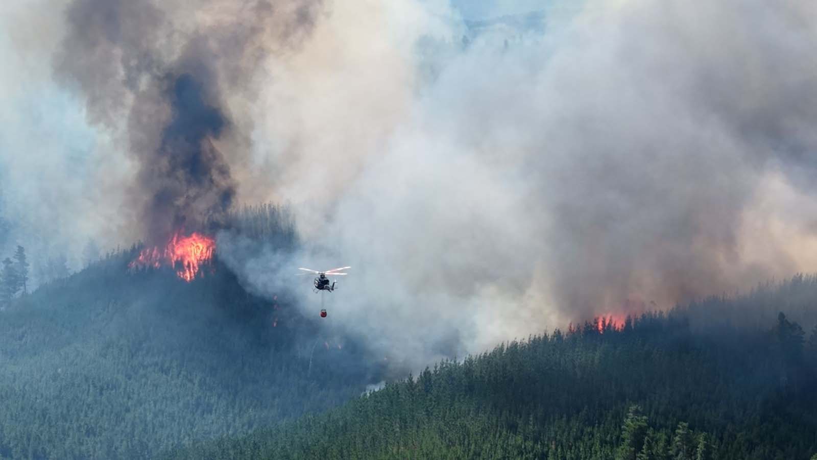 Un incendio forestal se desató en Puerto Patriada