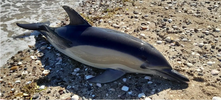 Ya suman siete los delfines hallados varados en Río Negro