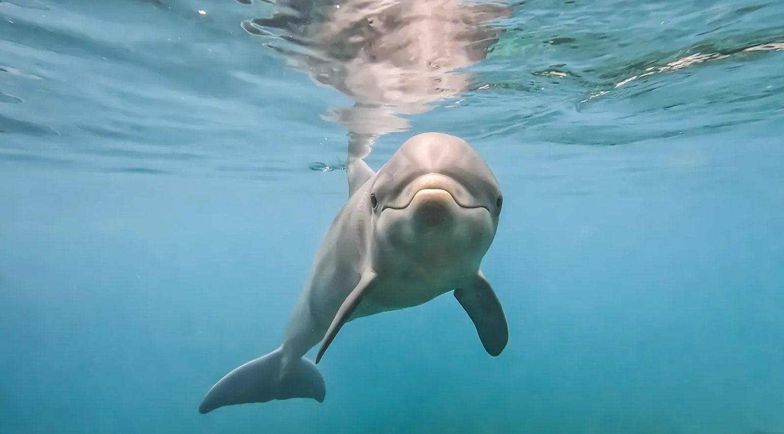 Detectan químicos de pantallas LCD en el cerebro de delfines