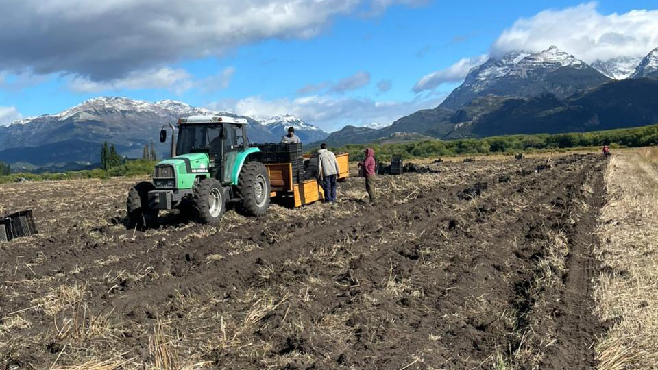 En Trevelín esperan una exitosa temporada de tulipanes