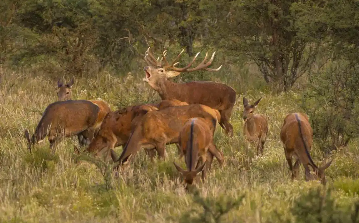 Buscan prohibir en Río Negro los cotos de caza privados