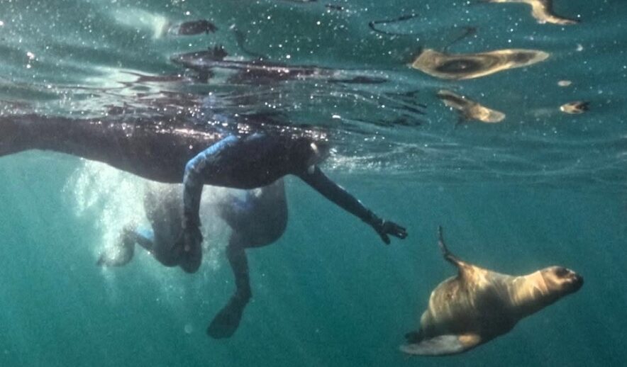 El Cenpat demostró que el snorkel con lobos en Madryn es ecológico y sustentable