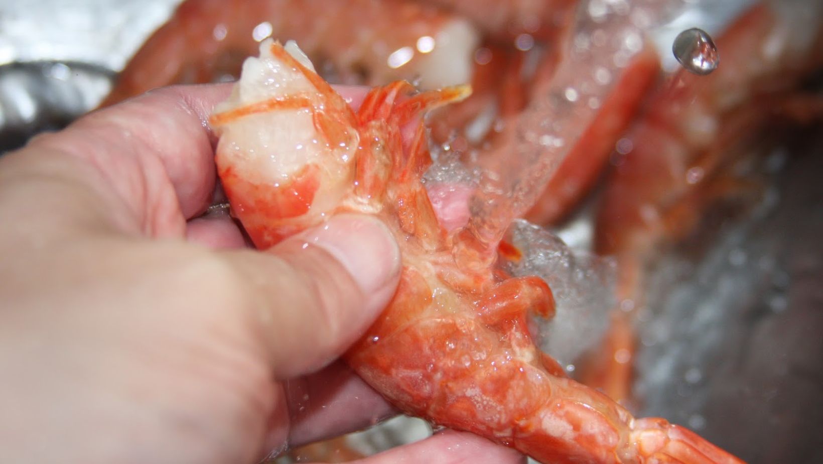 Empresarios pesqueros afirman que procesar a bordo no afecta el trabajo en tierra
