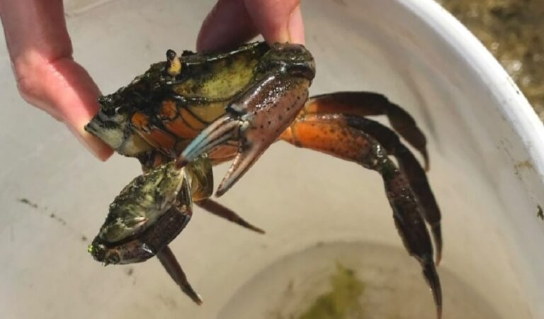 Desde el Cenpat nos cuentan cómo invadió el cangrejo verde toda la costa de la Patagonia