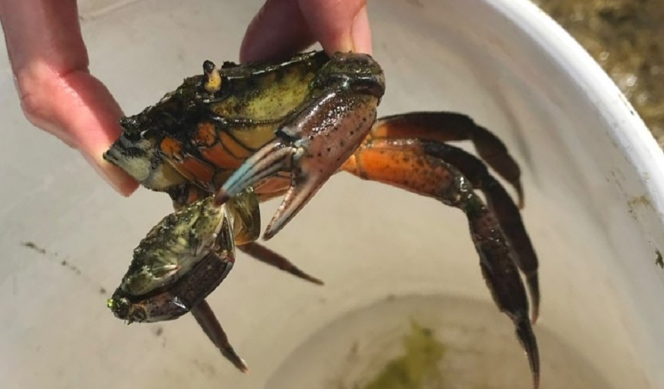Desde el Cenpat nos cuentan cómo invadió el cangrejo verde toda la costa de la Patagonia