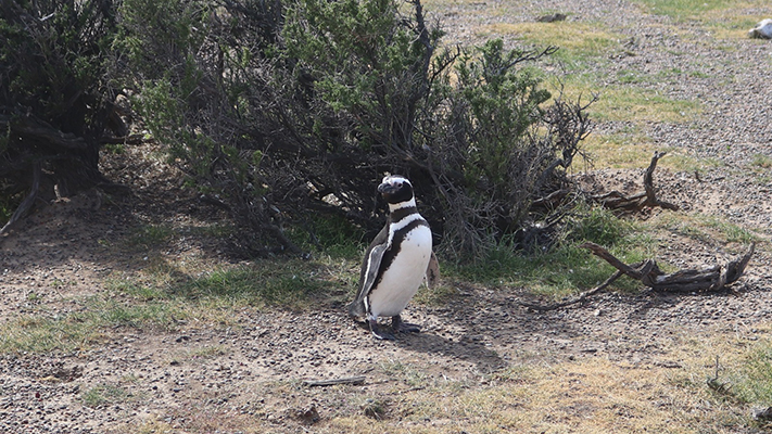 Chubut apuesta a la temporada de pingüinos 2026