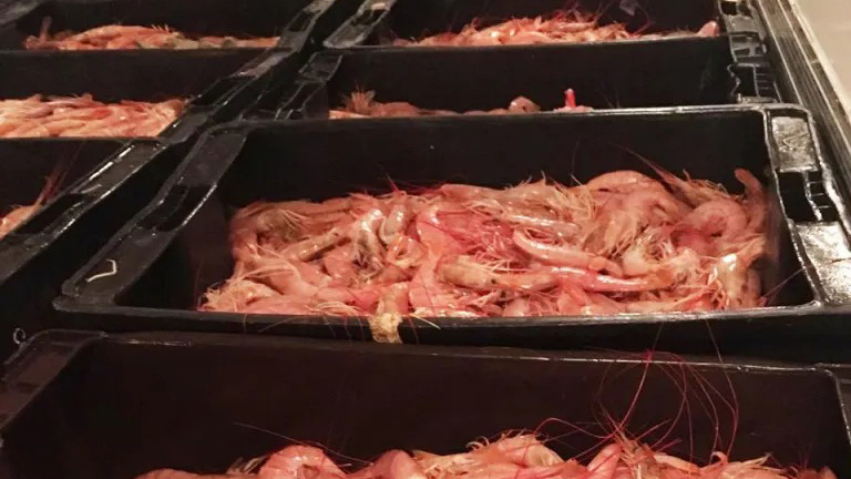 Inició la prospección de langostino en aguas de Chubut